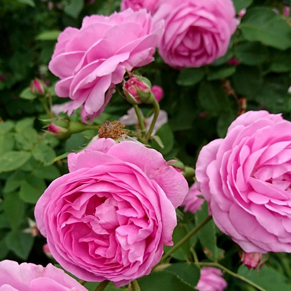 Rosa blommor.