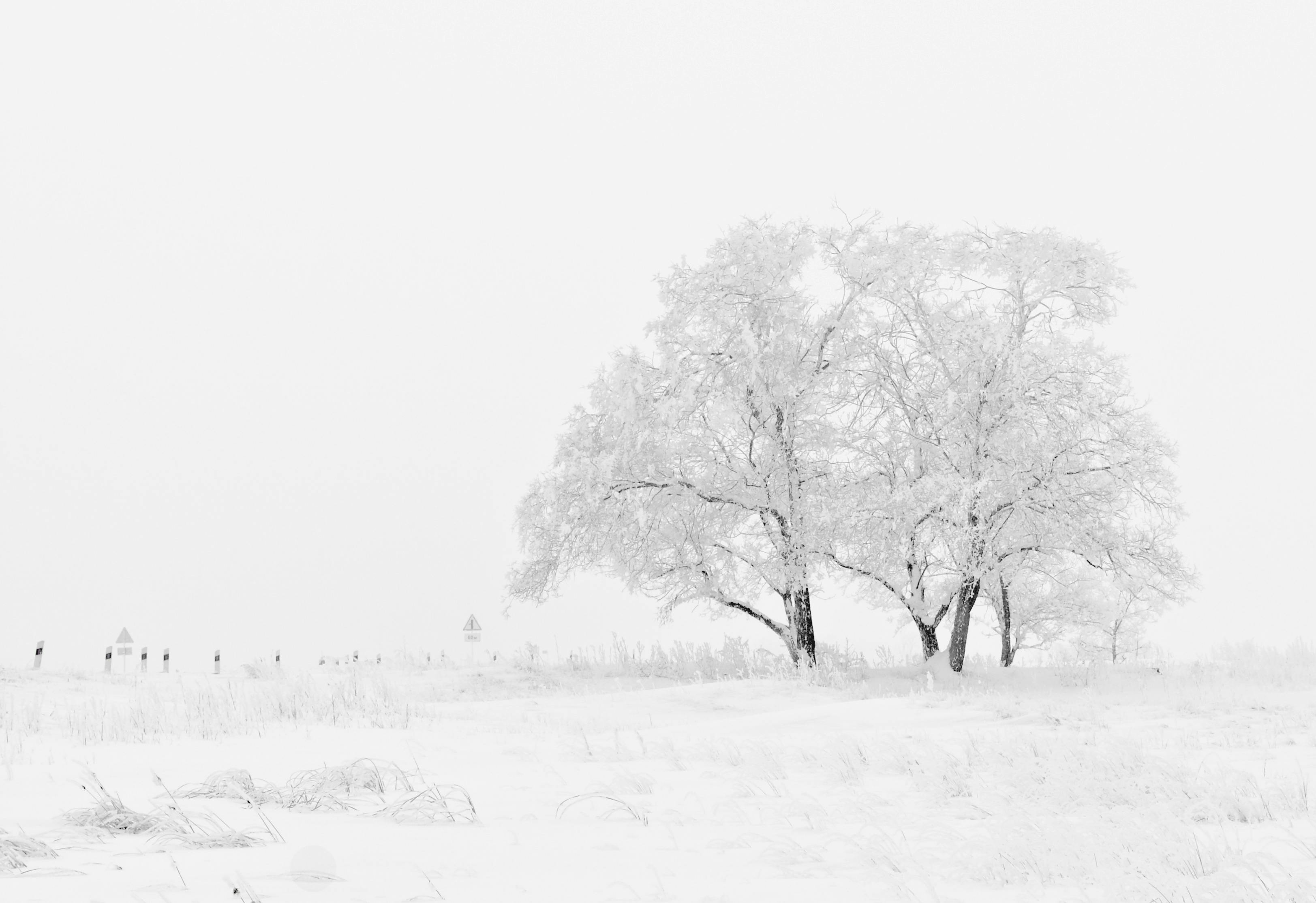 Snöiga träd i heltvitt snölandskap